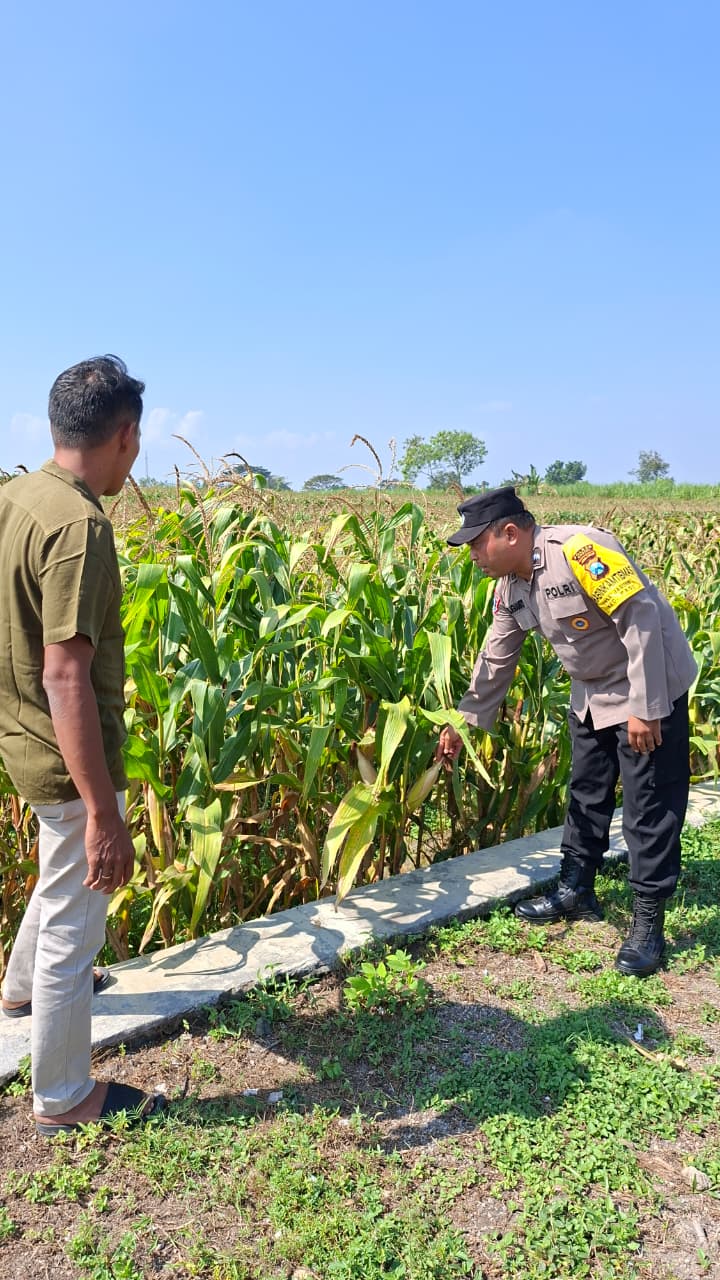 Polsek Pagu Kawal Pertumbuhan Jagung Warga untuk Dukung Swasembada Pangan